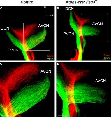 Fzd3 Expression Within Inner Ear Afferent Neurons Is Necessary for Central Pathfinding